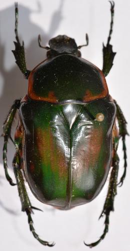 Réf. 254 984 : Bothrorrhina reflexa